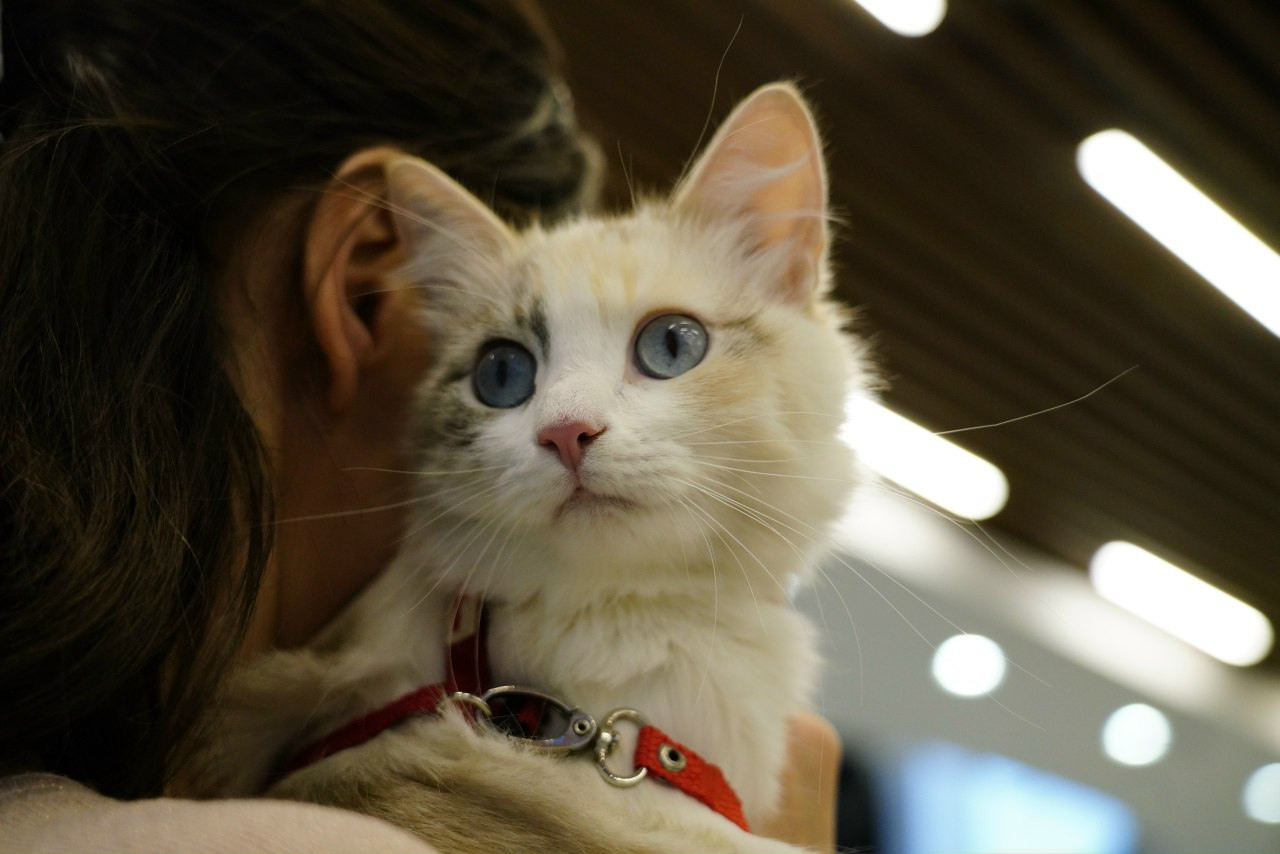 На выставке «Найди друга» 21 питомец обрёл новый дом